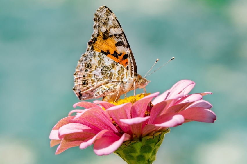 Schmetterling auf Blume sitzend